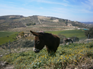 OUR FIRST RESCUE DONKEY { DON QUICOTE} 